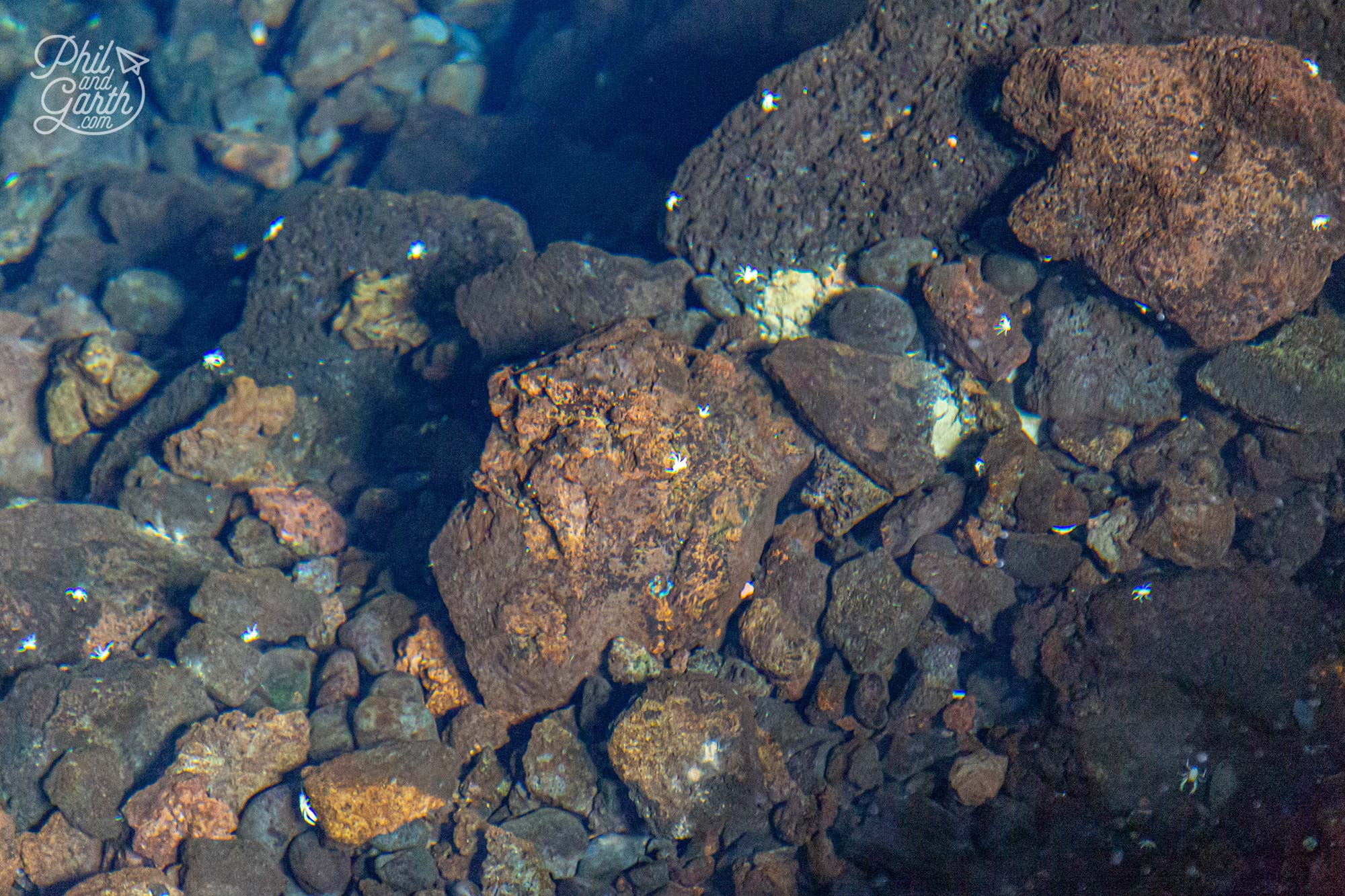 The tiny 'Jameitos' albino crabs