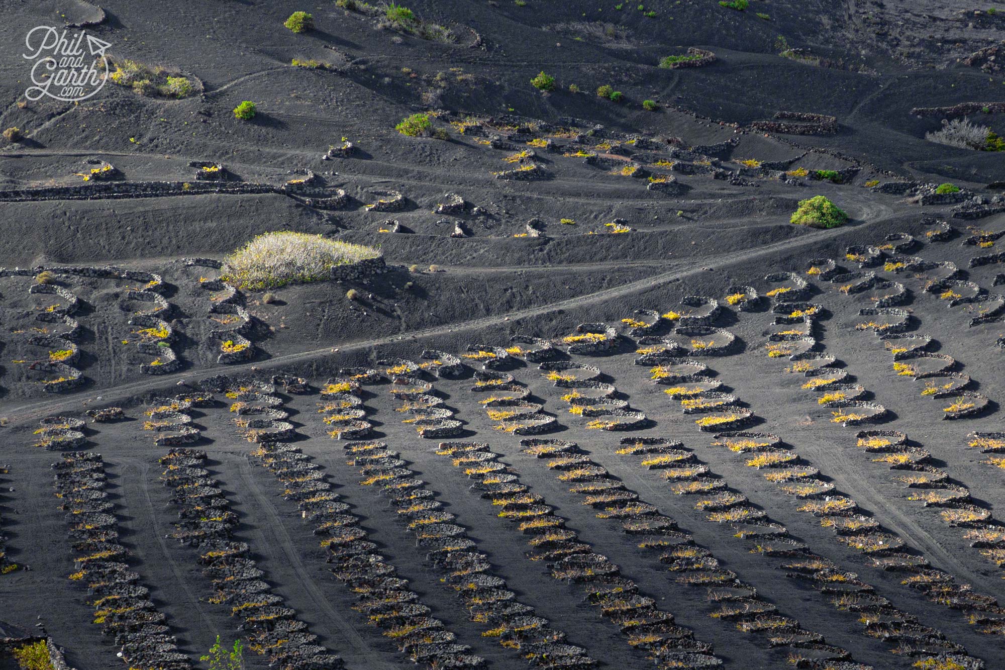 Patterns of ‘zocos’ cover the landsacape - lava rock walls that protect the vines