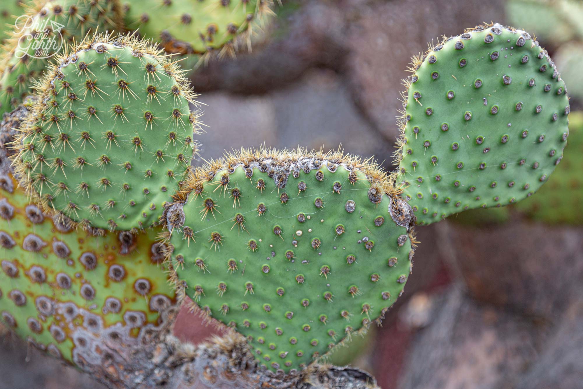 We found a Mickey Mouse cactus.