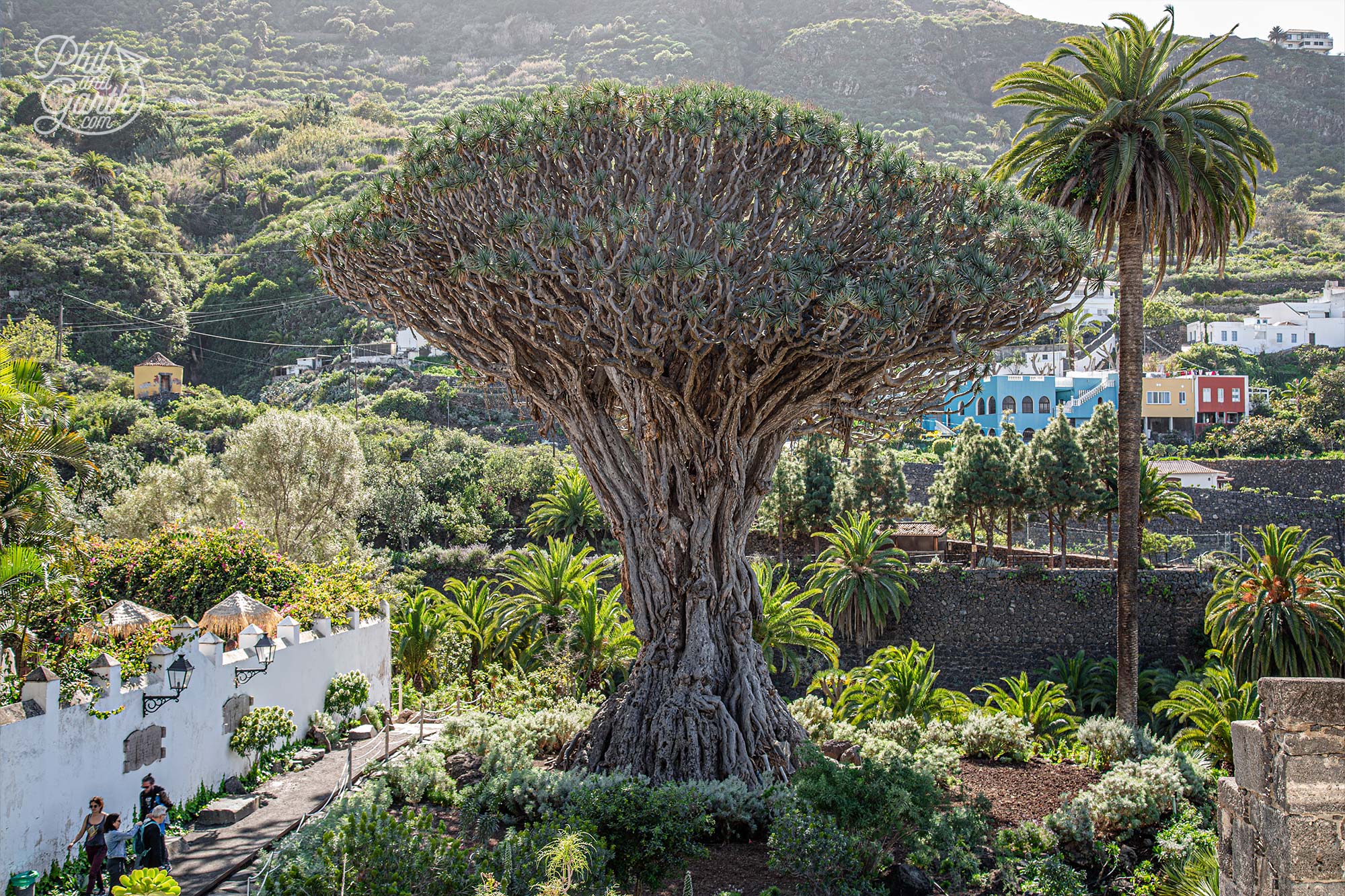 The Millenary Dragon Tree is the oldest living specimen in the world