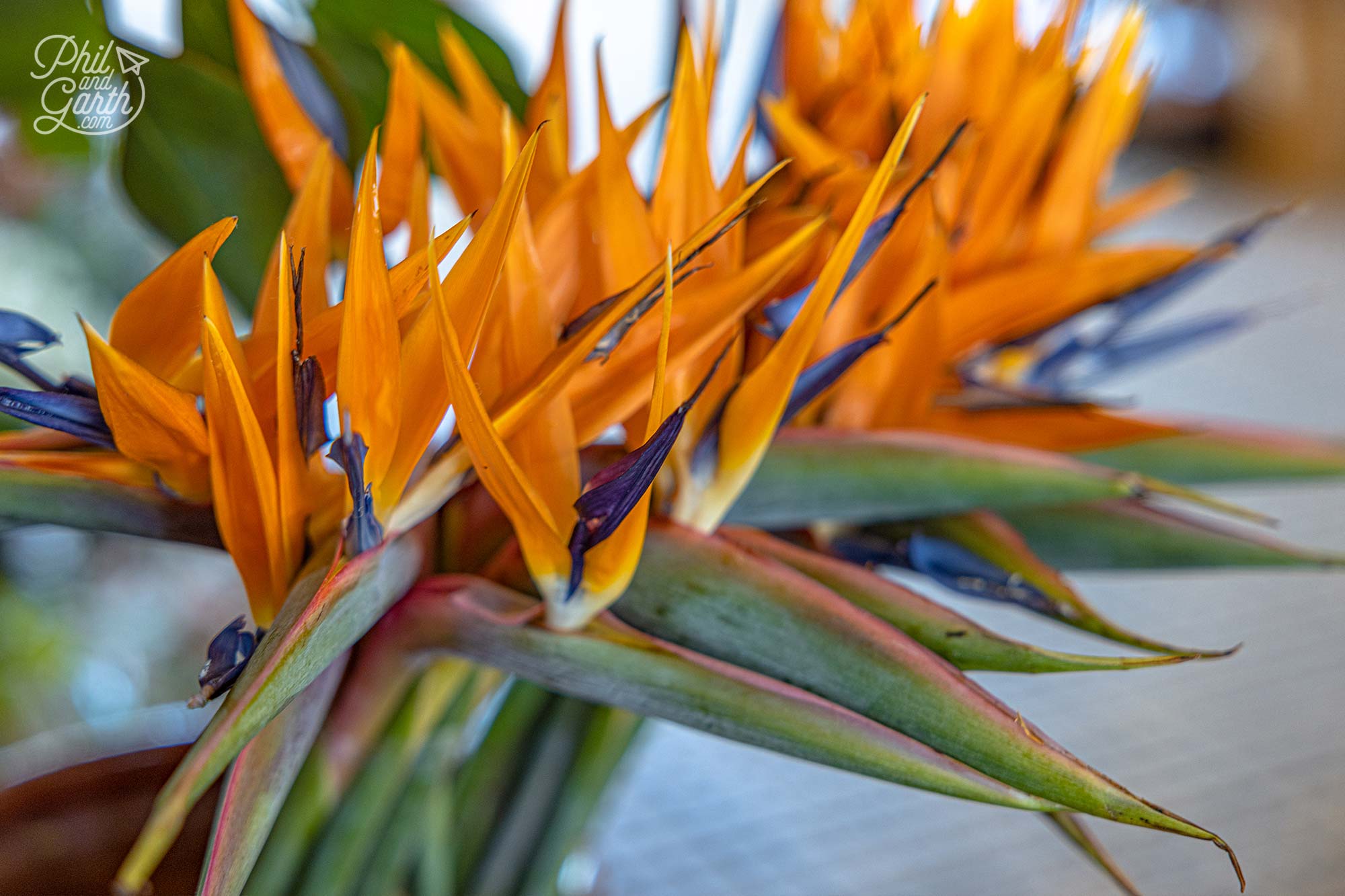 Admire the Bird of Paradise - Madeira’s national flower