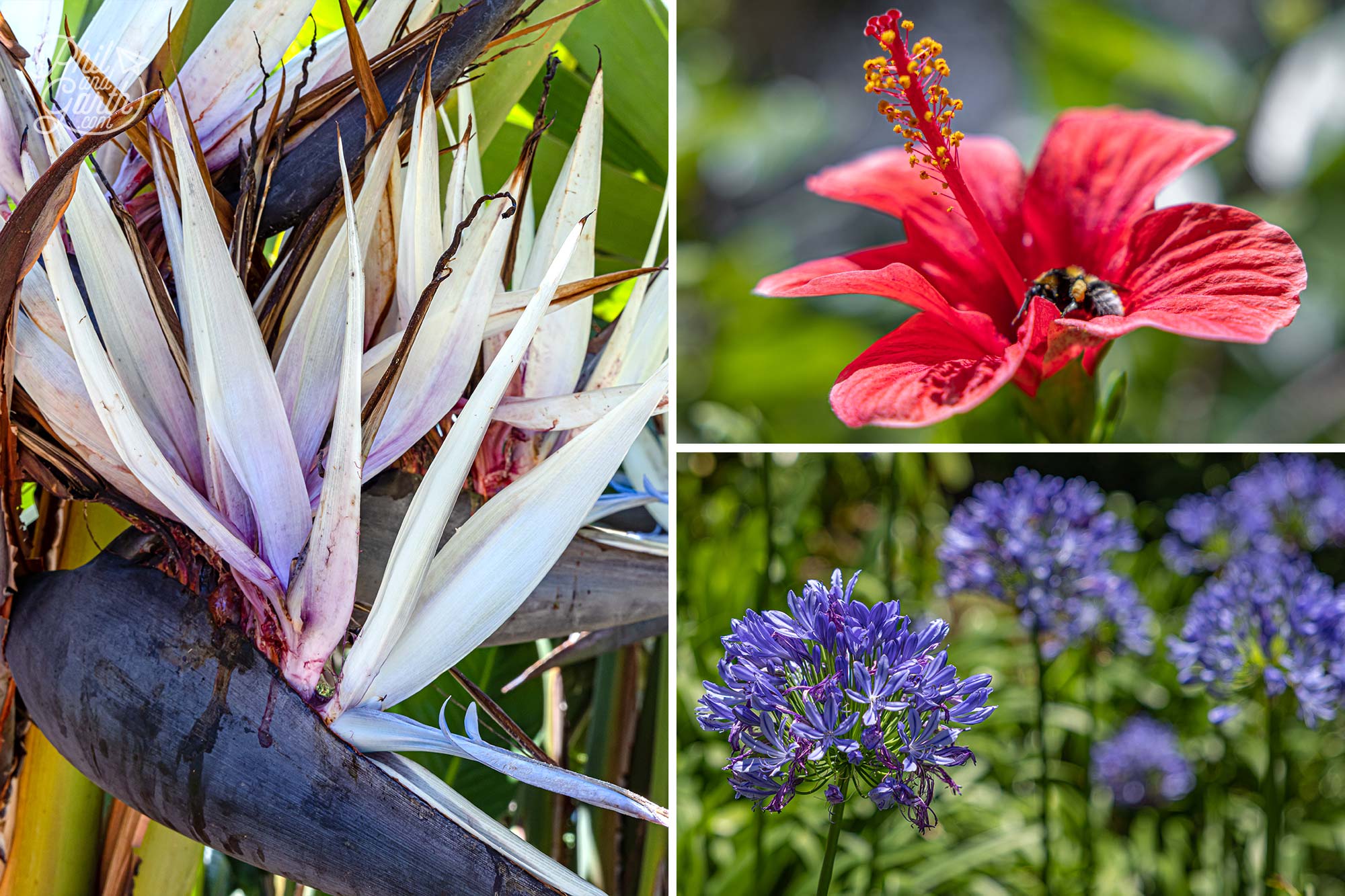 Blue agapanthus flowers grow like weeds on Madeira