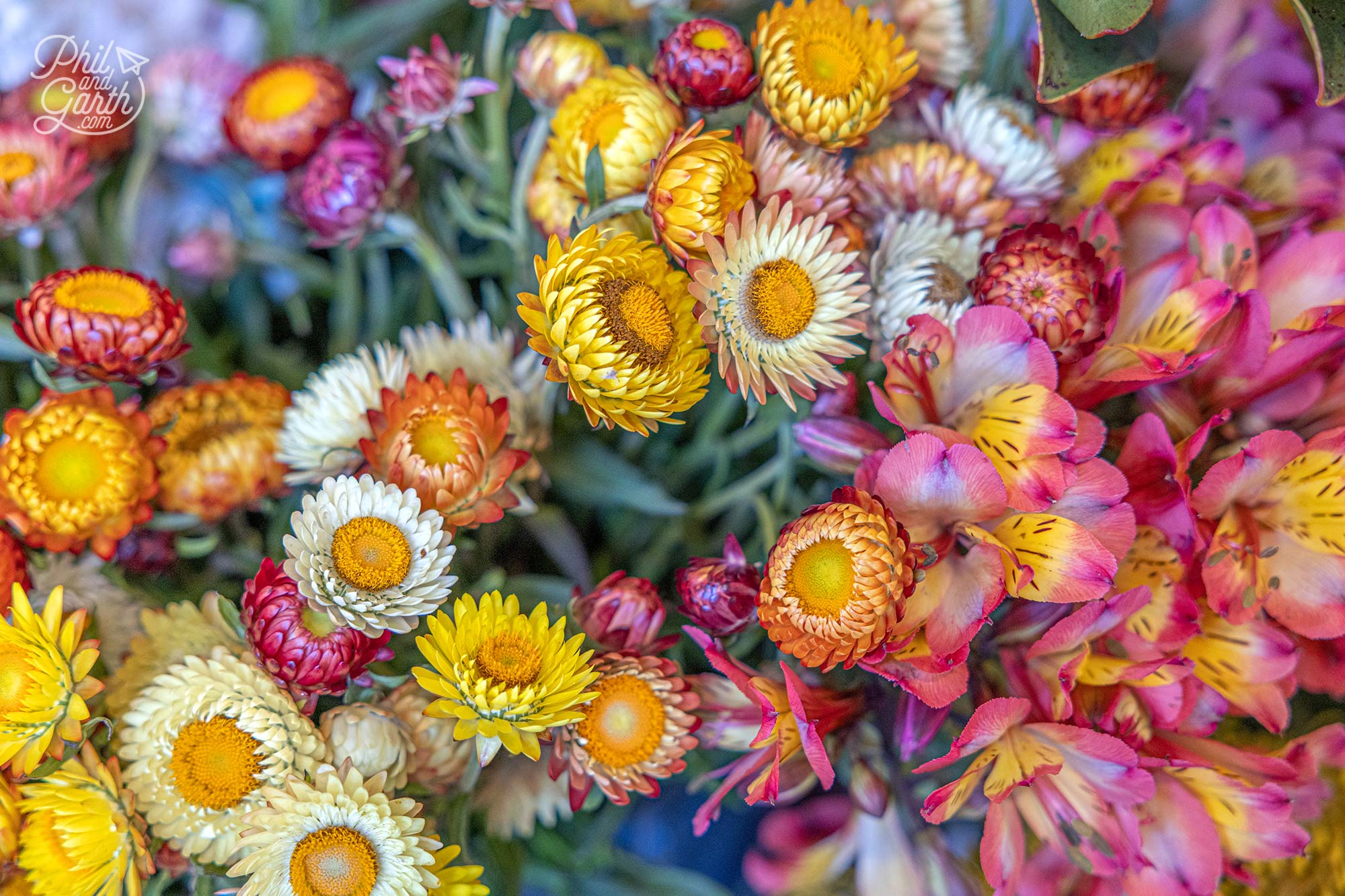 Colourful blooms of flowers for sale