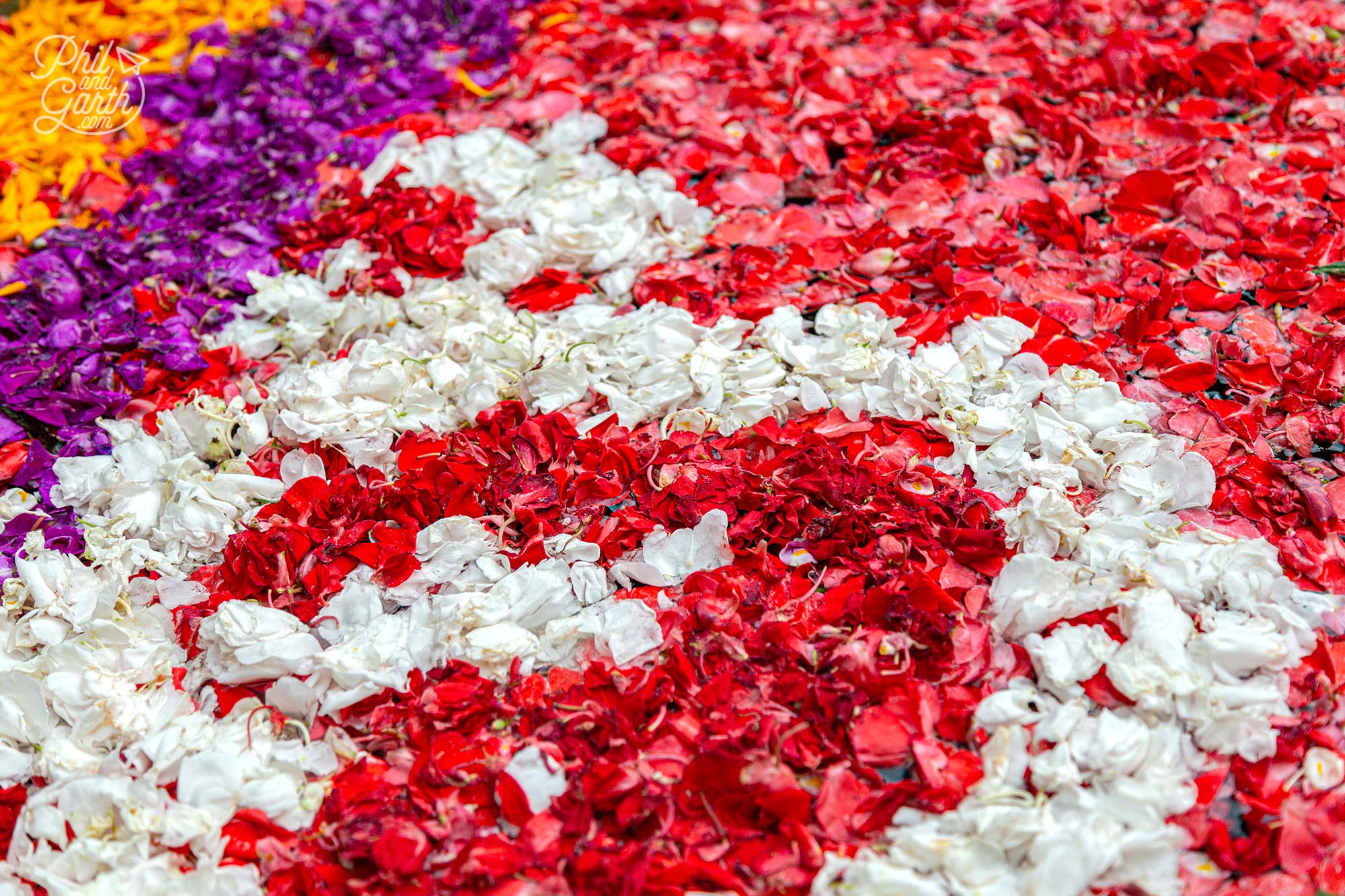 4 different colours of delicate petals float on the pool water.