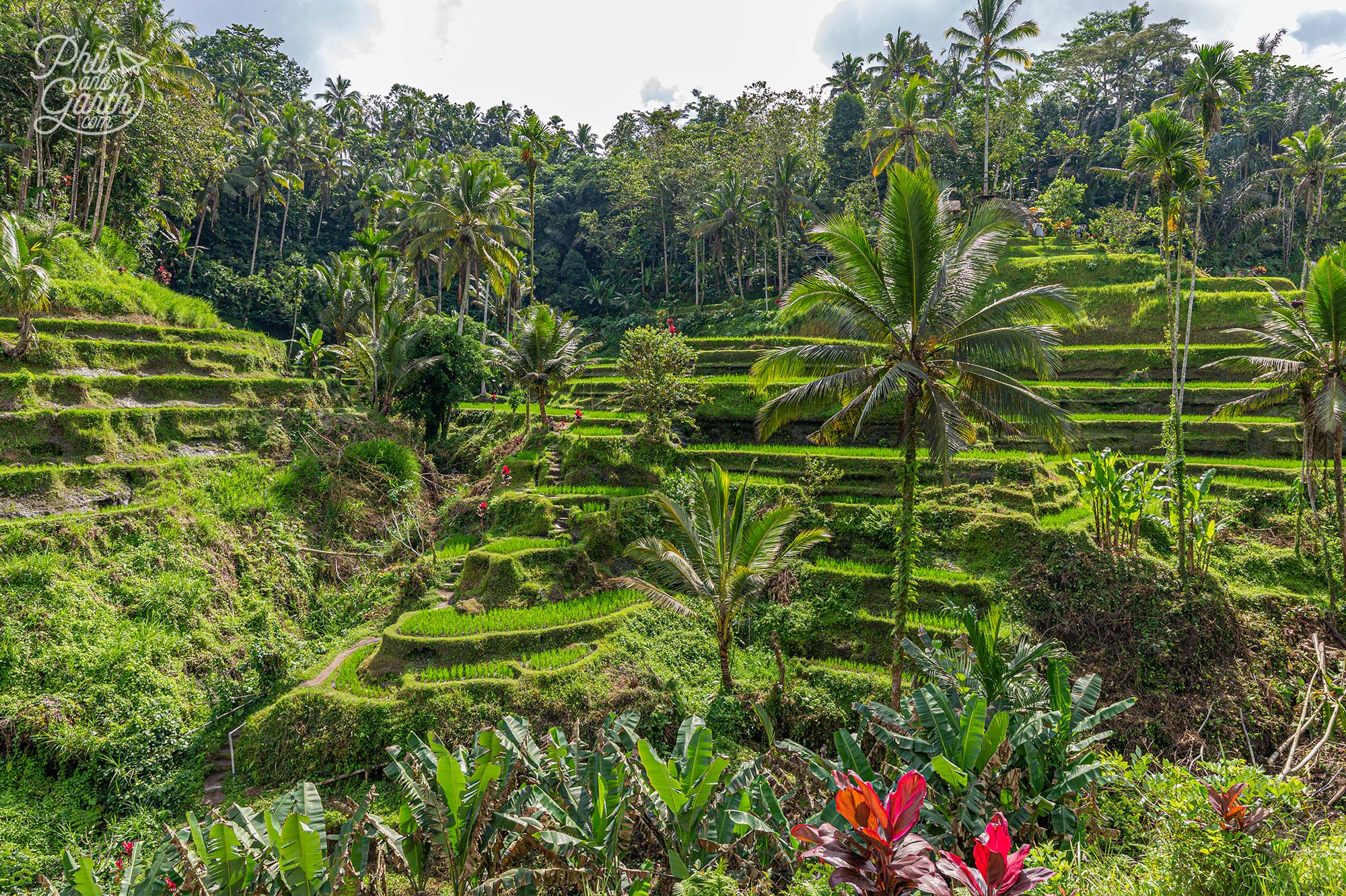 Rice fields or ‘paddy fields’ are a major part of Balinese culture