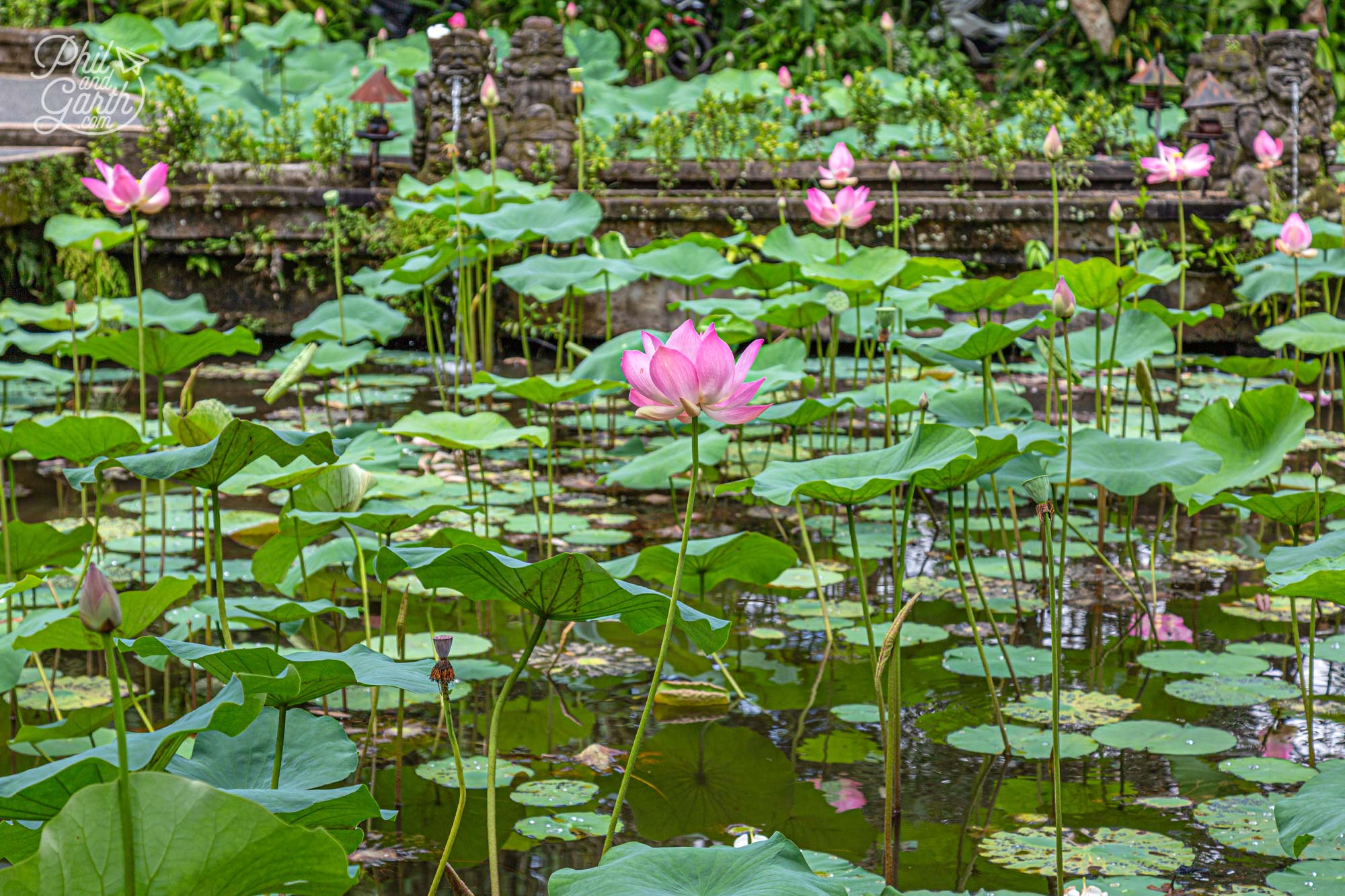 The lotus flowers are stunning with really tall stems