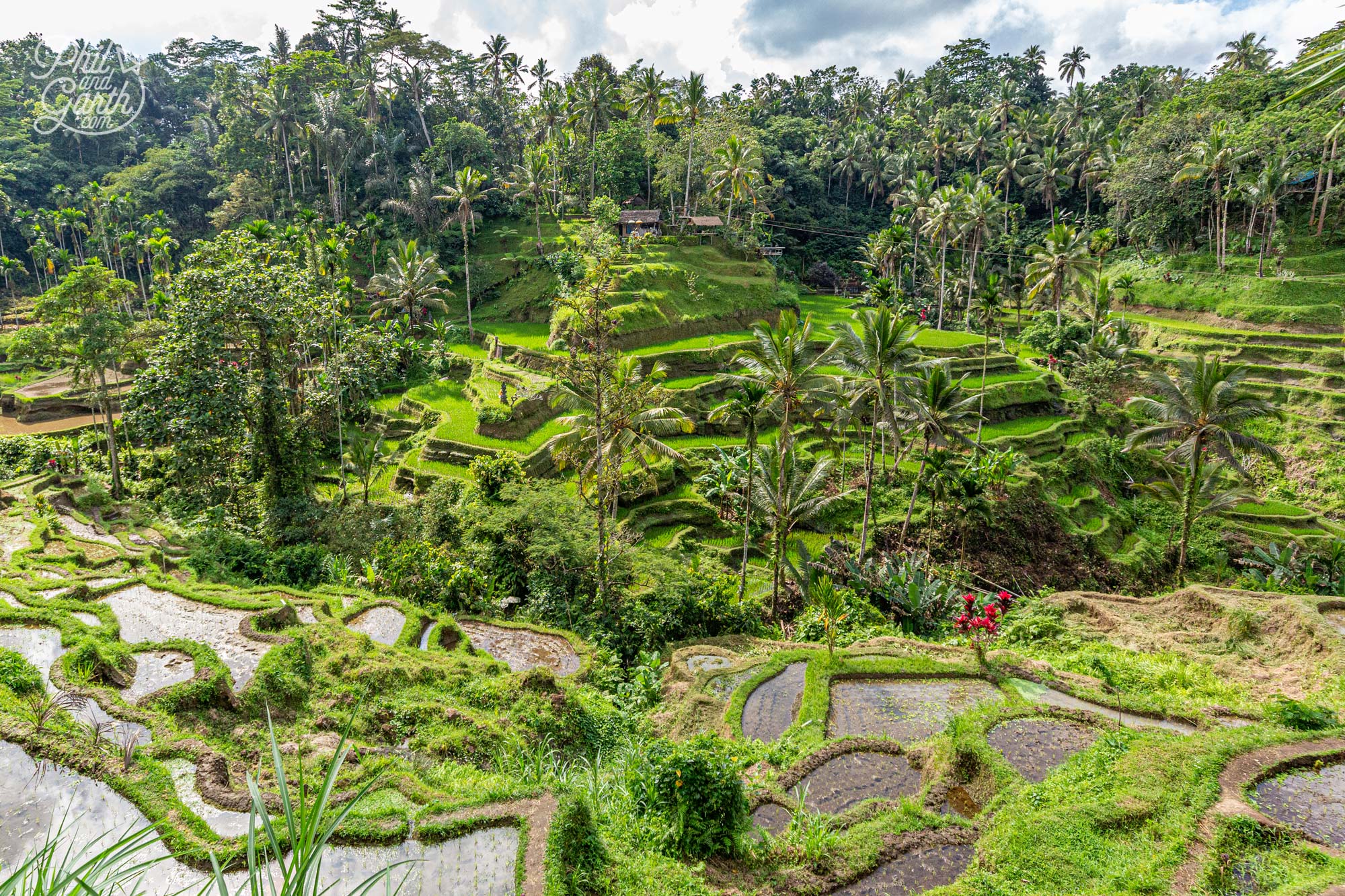 The lush green vegetation of the rice terraces spill down the hillside