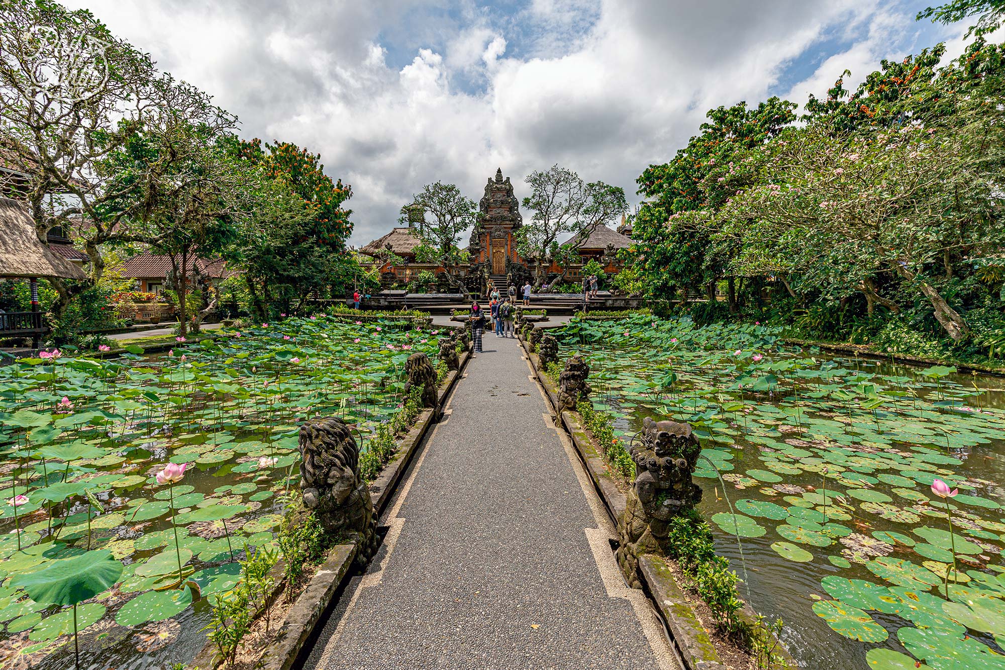 The main feature of the garden is the magnificent lotus filled pond