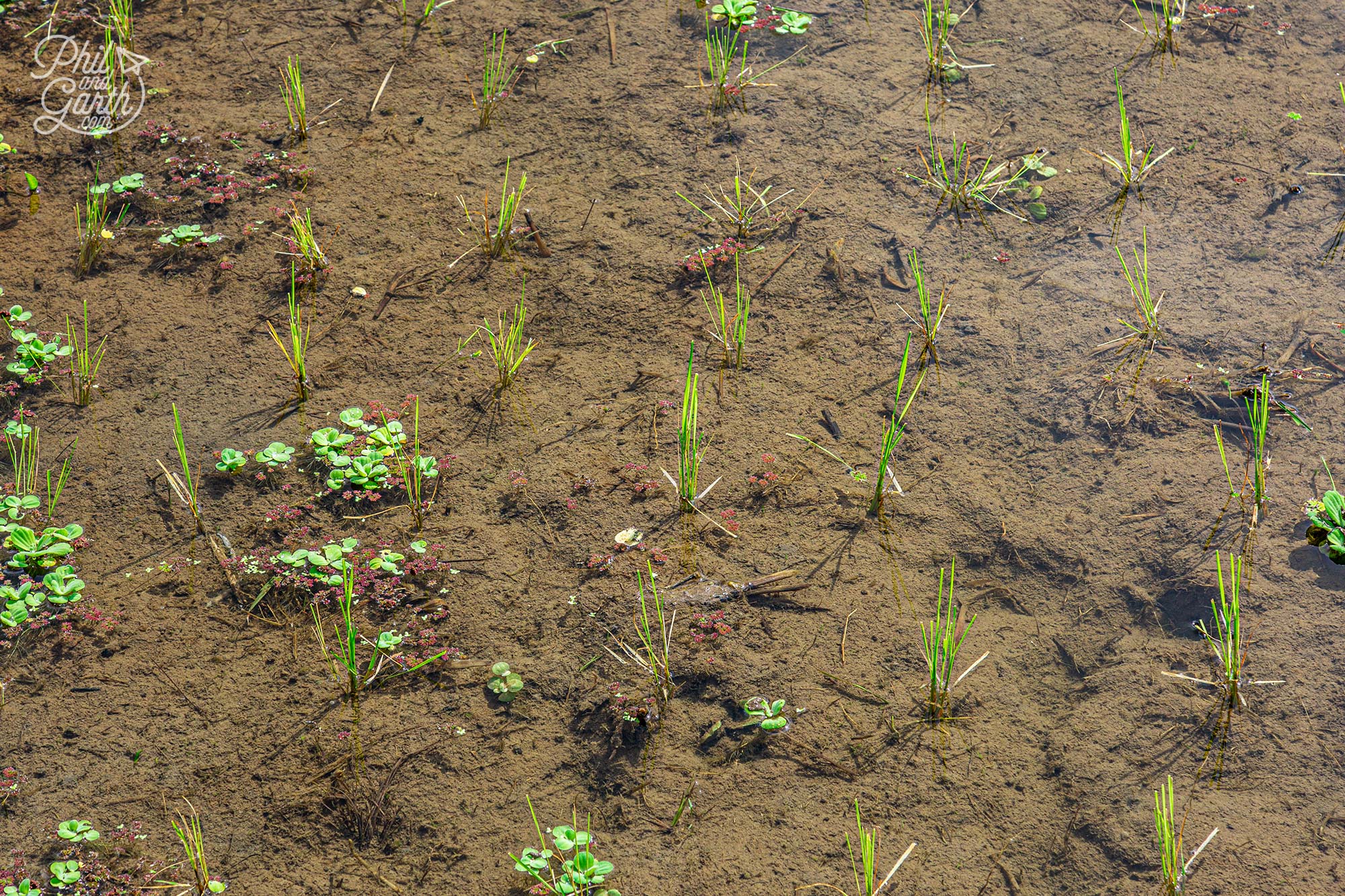 The rice is usually harvested twice a year