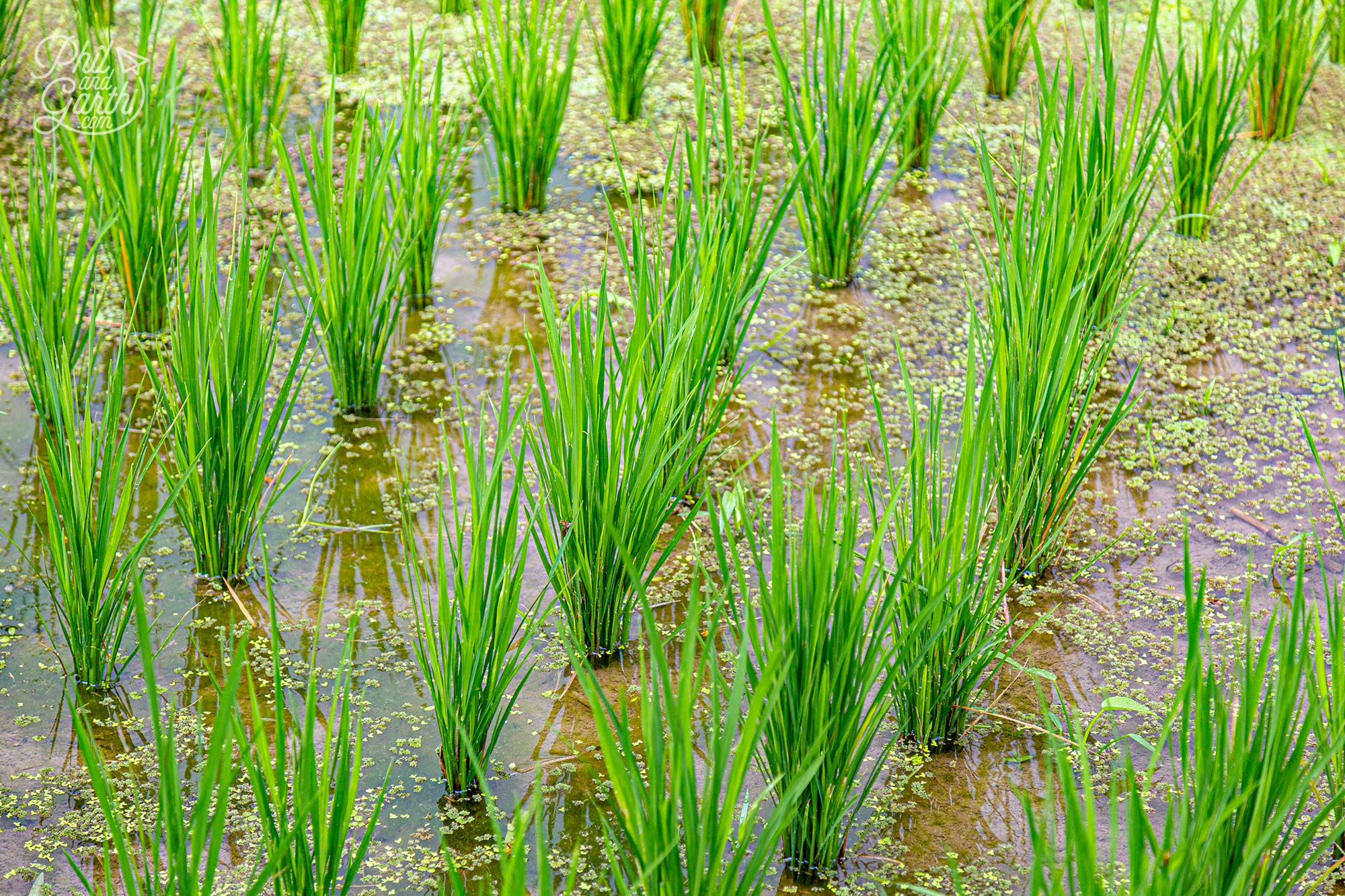 The rice is usually planted in February and harvested in July