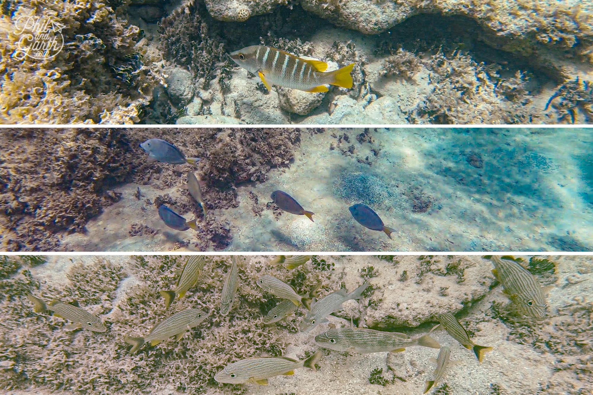 Just some of the fish we saw snorkelling at Pinel Island