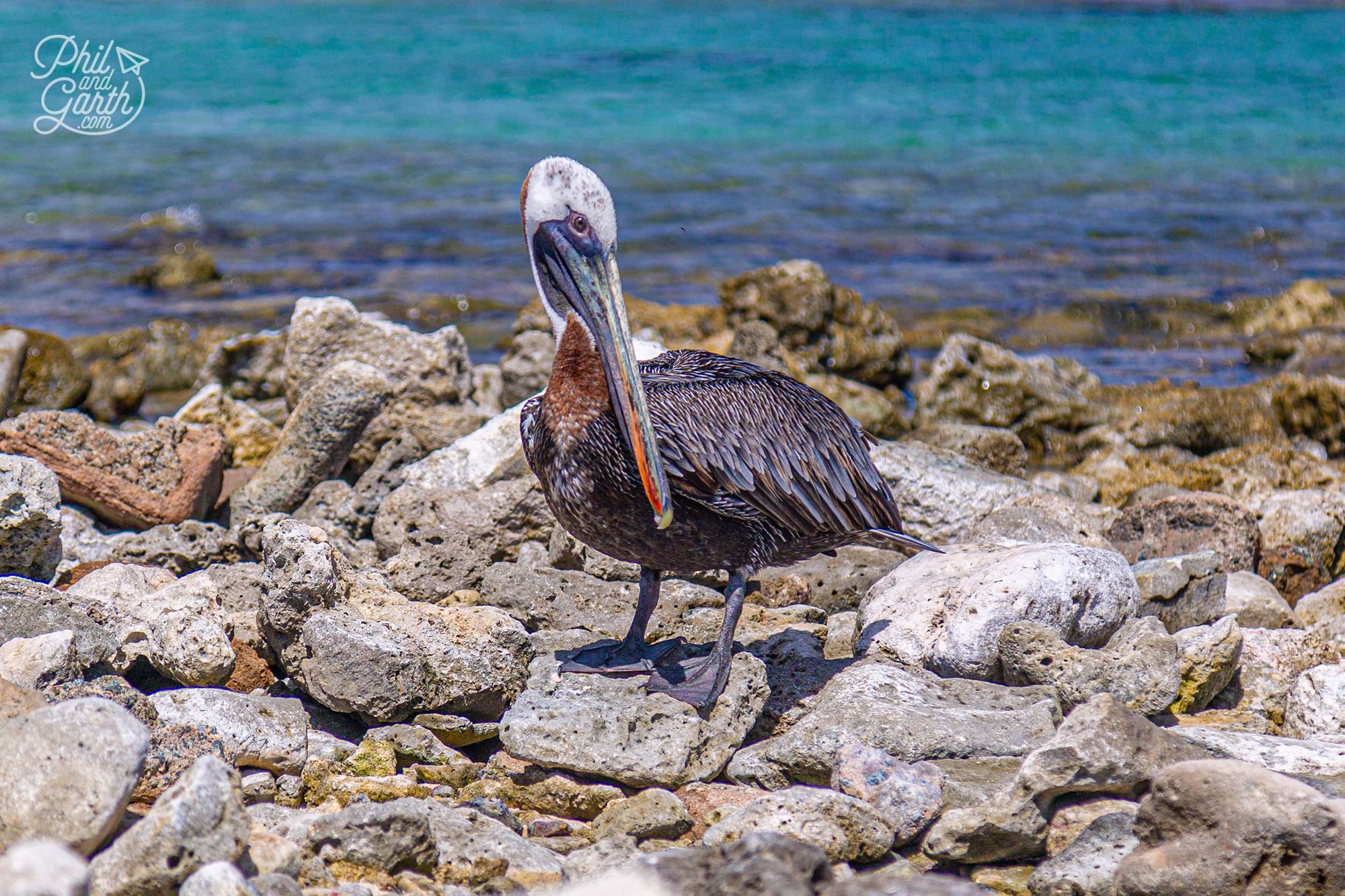 A pelican stops for a break on Baby Beach Aruba