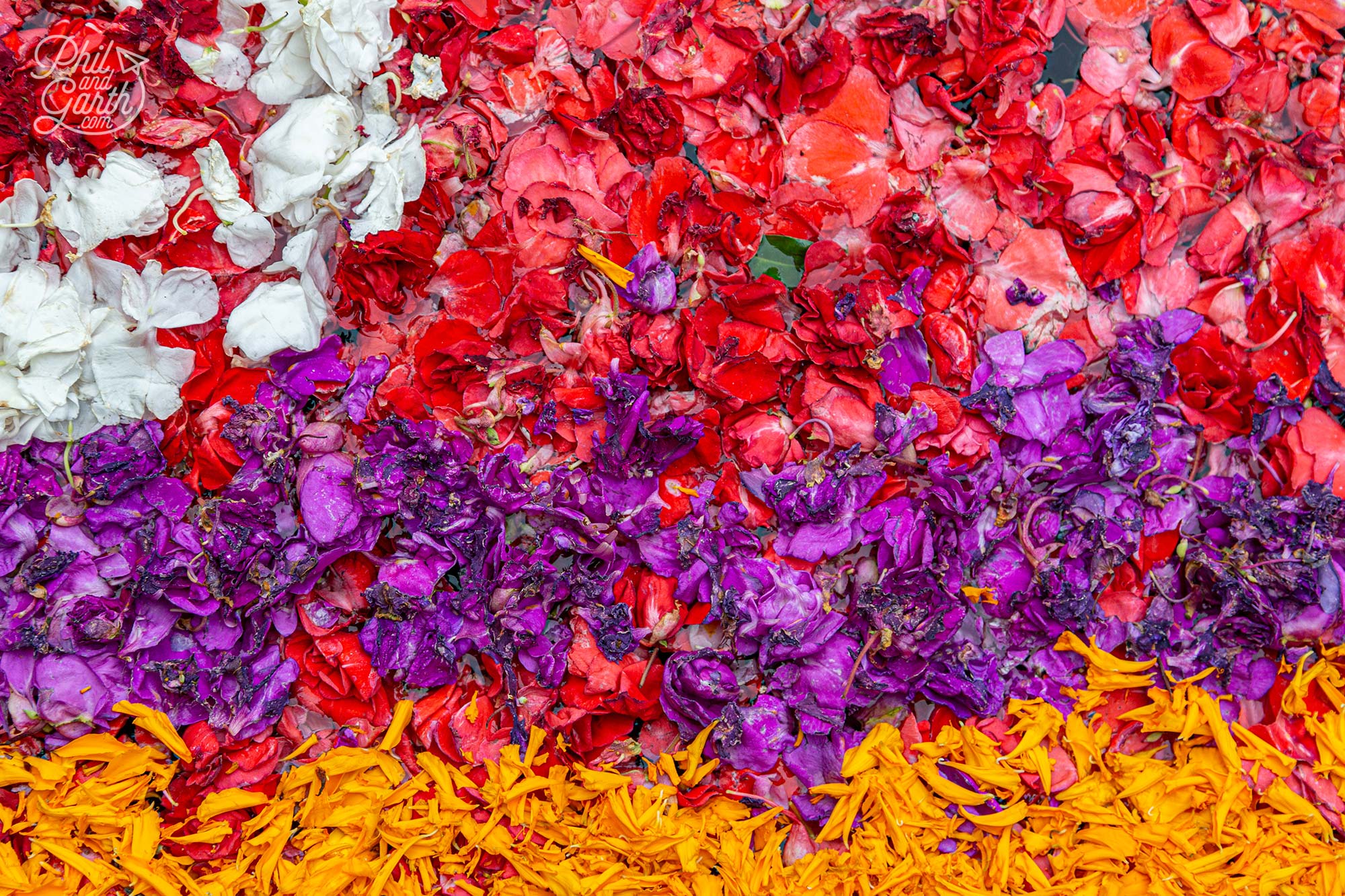 Take close up photographs of the flower petals