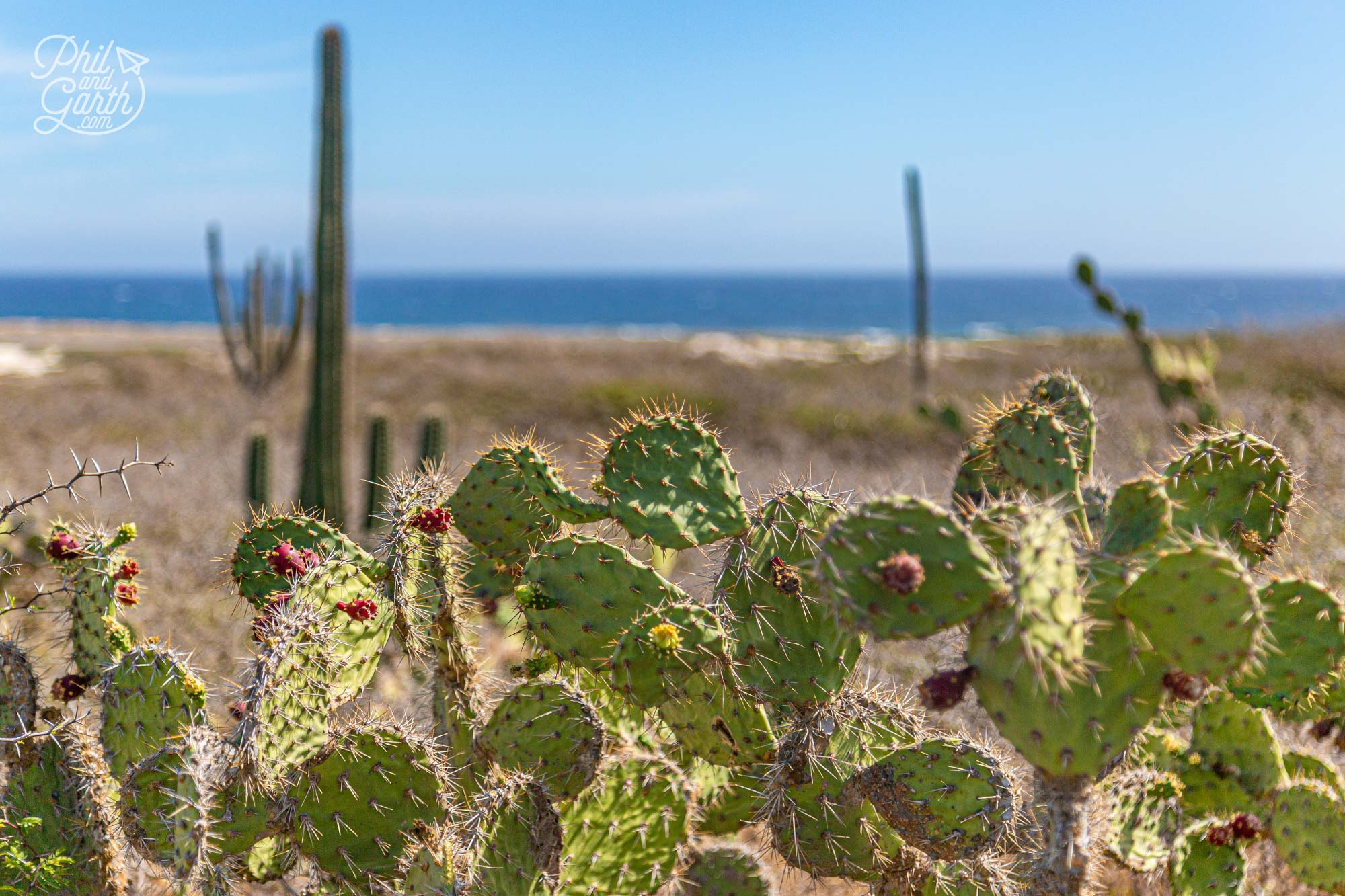 Great views from the lighthouse and lots of cactus plants