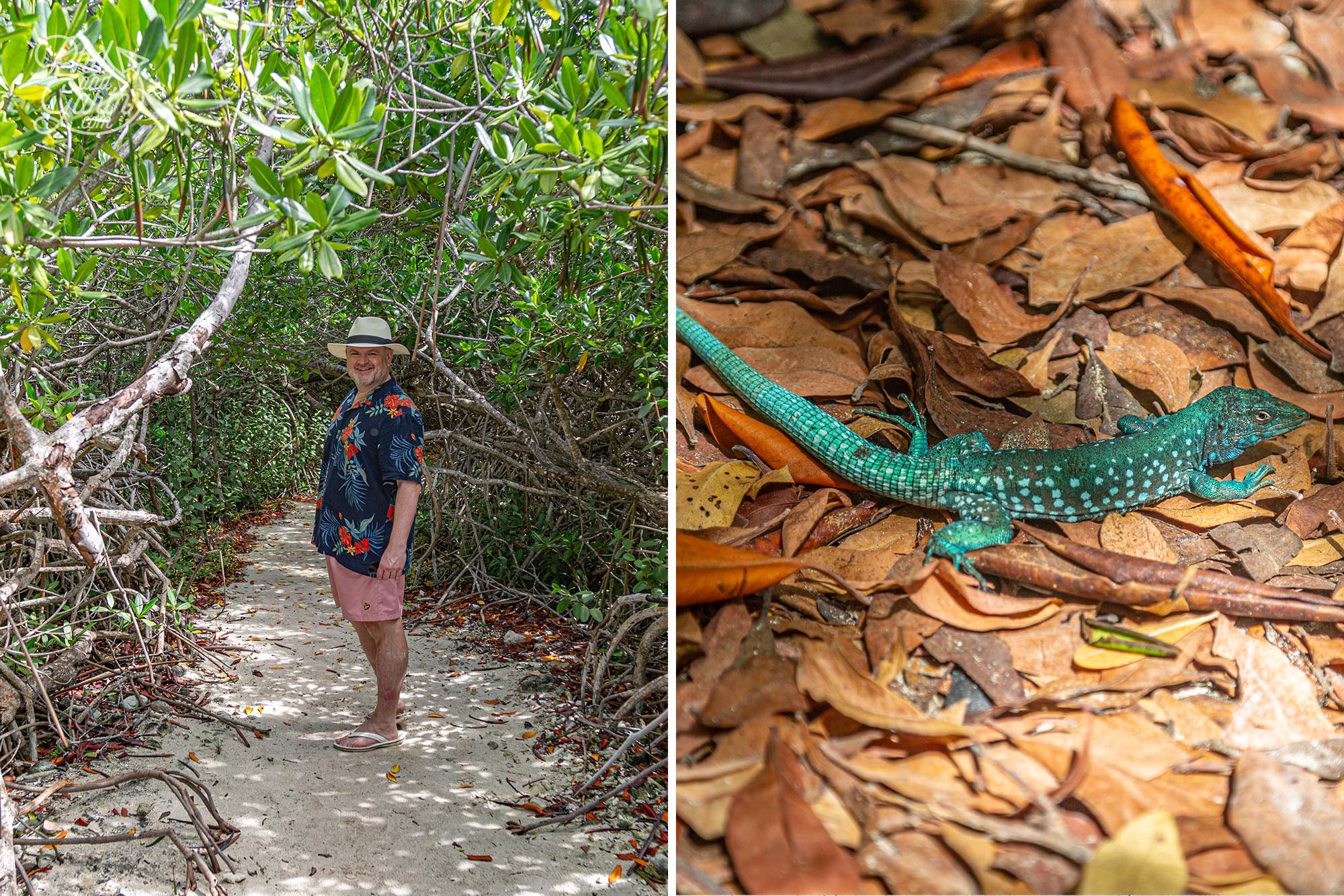 Mangrove walk at Renaissance Island Aruba