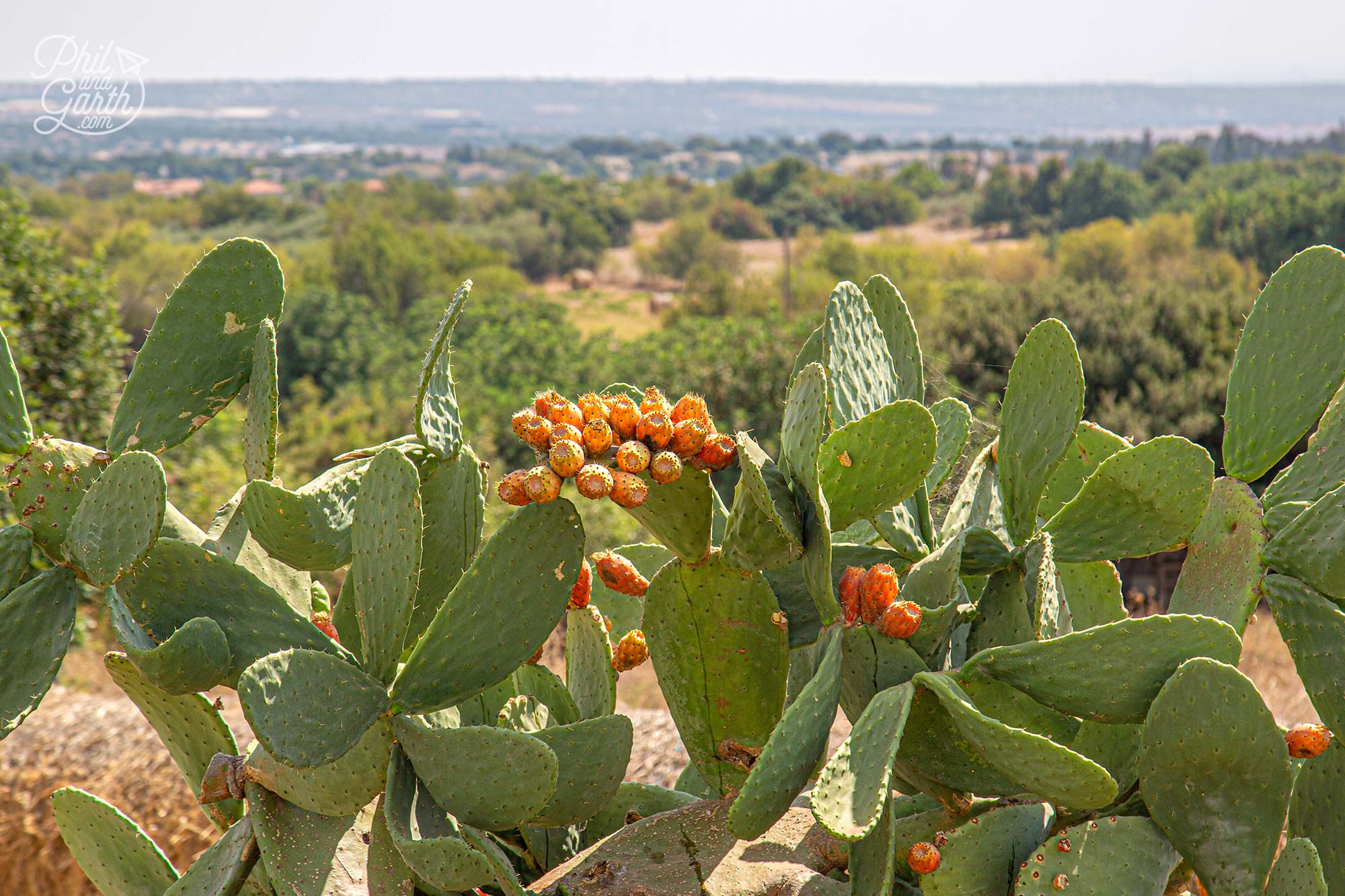 Some lovely rural views from the dairy Cyprus