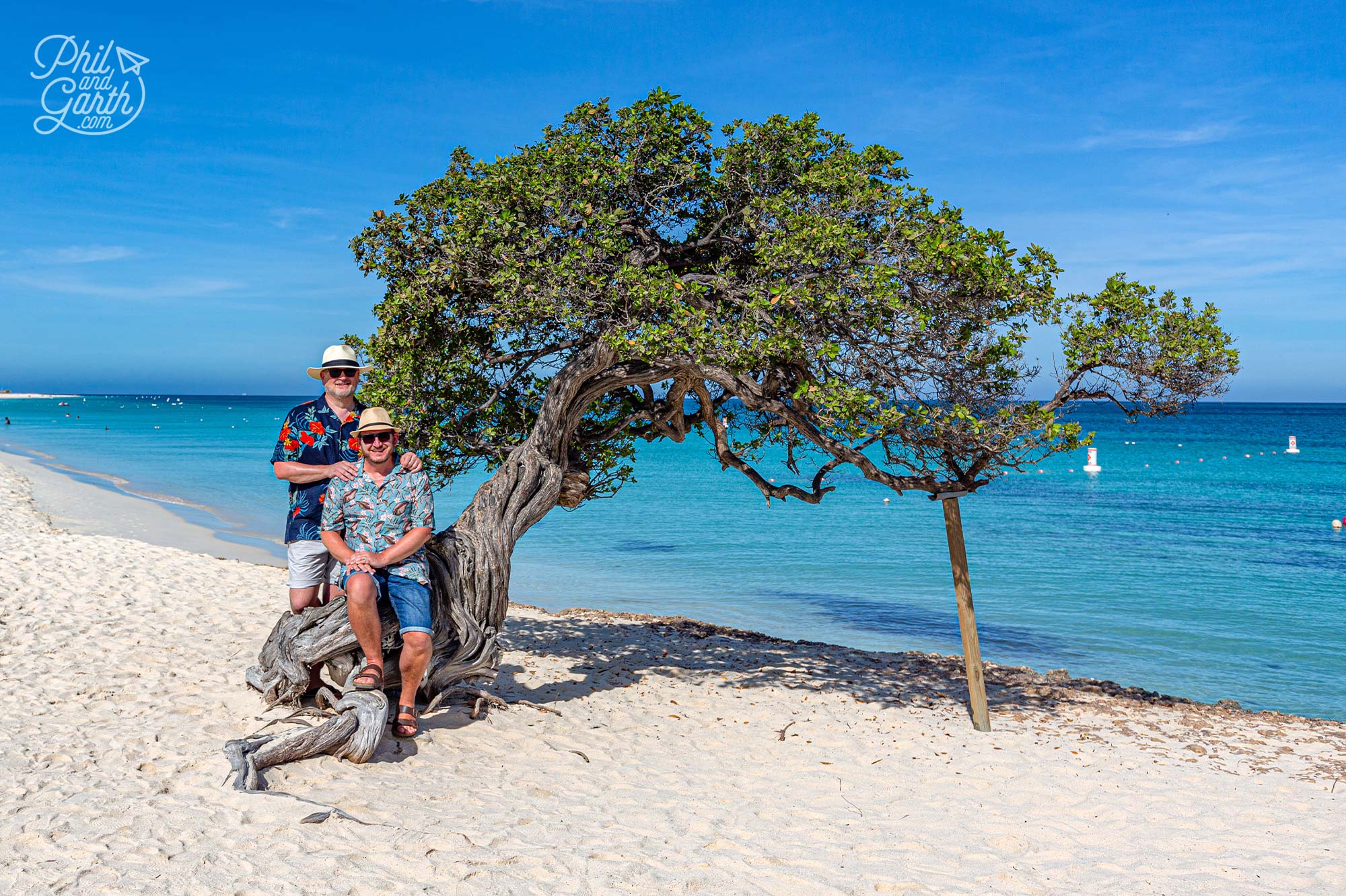 The Divi Divi tree is the iconic symbol of Aruba