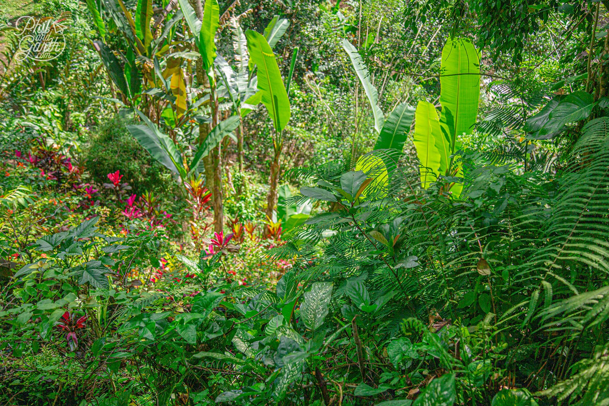 View of the lush green jungle from our riverside pool villa