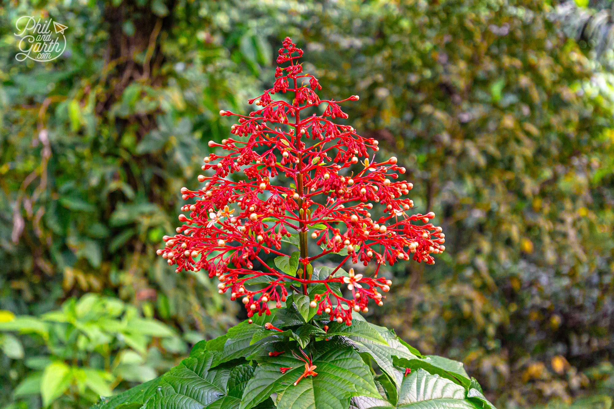 Lovely Pagoda flowers which resemble the Hanging Gardens of Bali logo