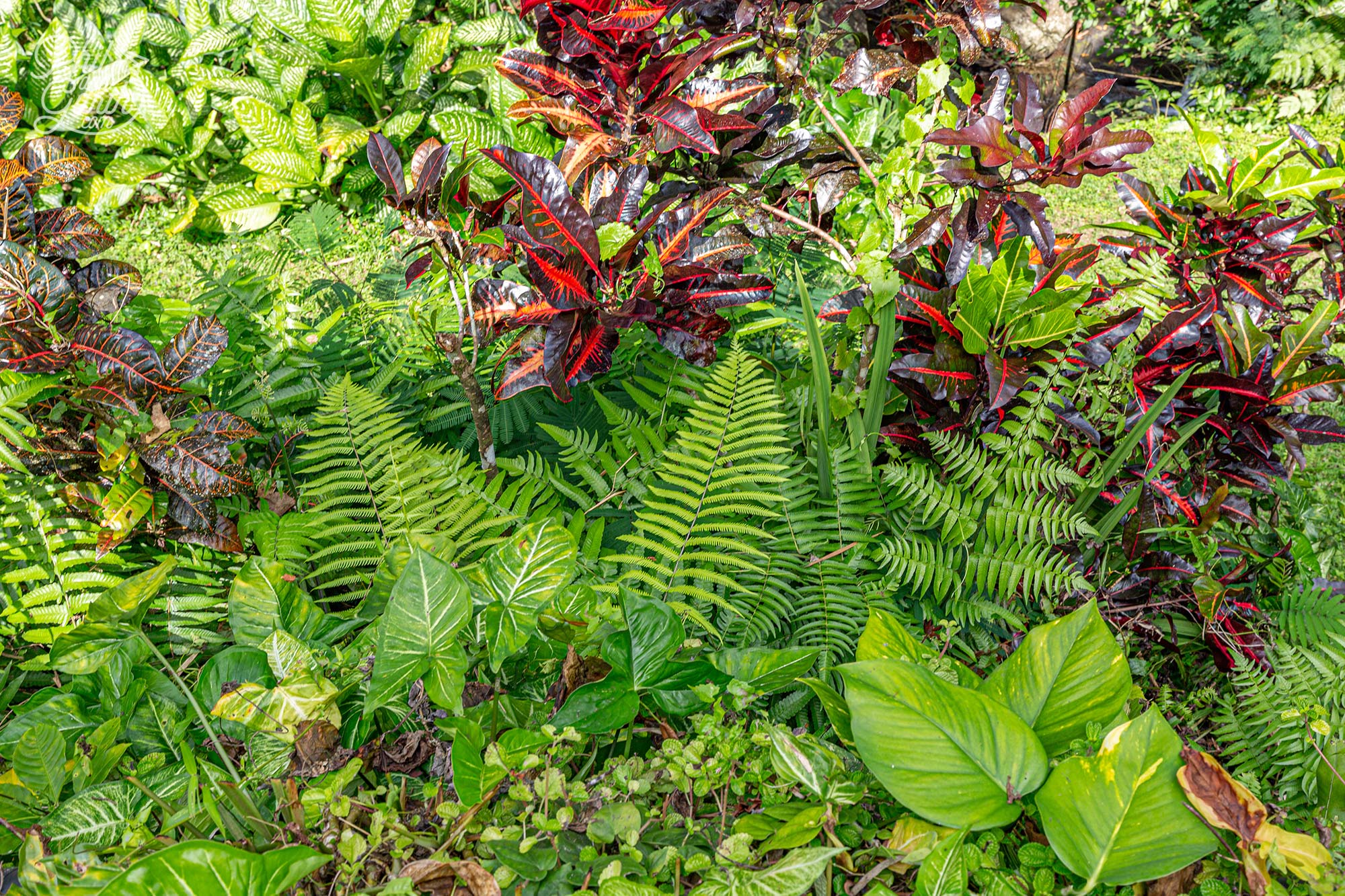 So many lovely tropical garden textures