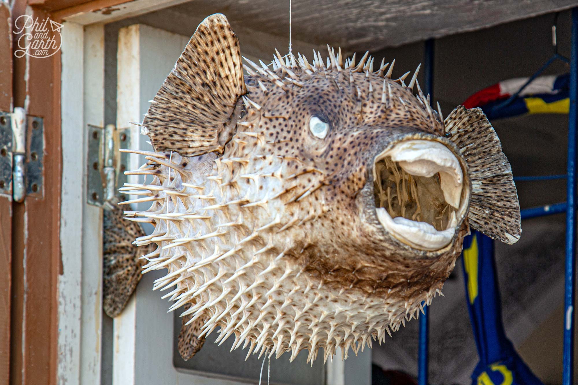 An inflated pufferfish for sale, so ugly!