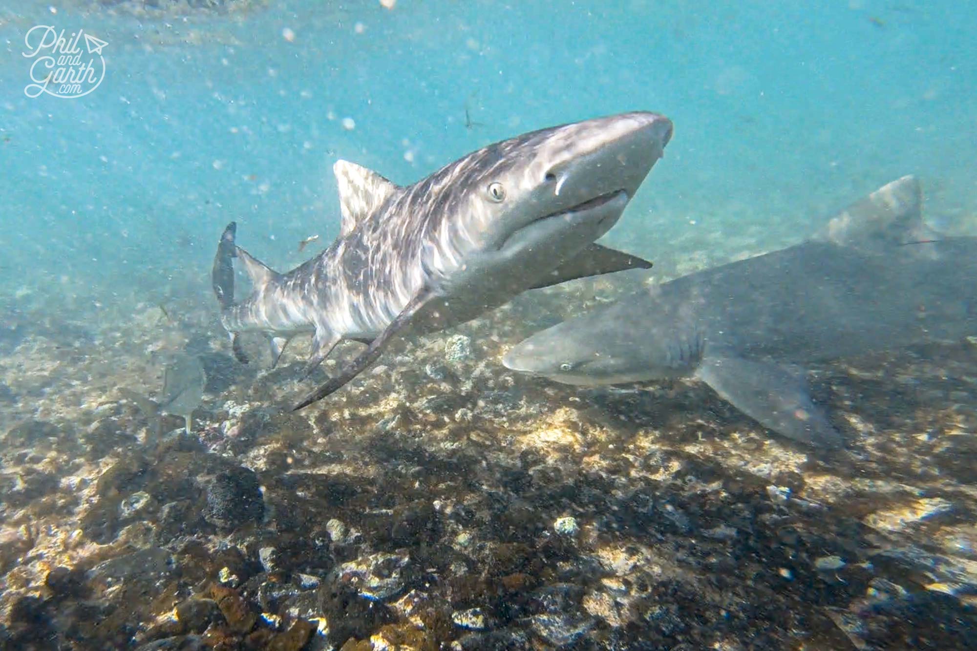 Baby lemon sharks in the Atlantic Ocean, Sal Cape Verde