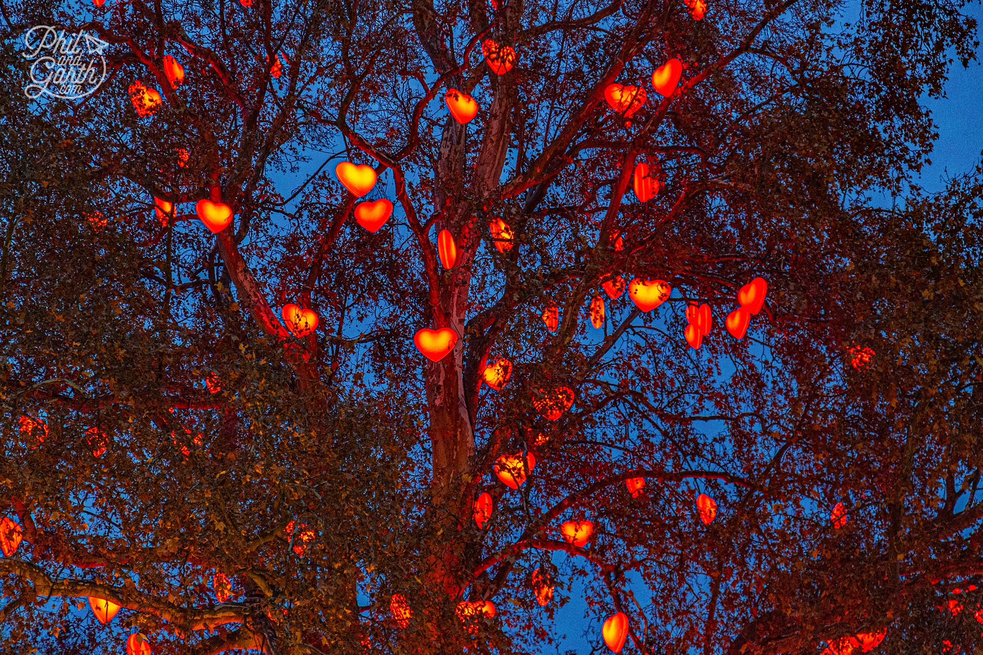 The 'love' tree - A giant maple decorated every year with 200 glowing hearts