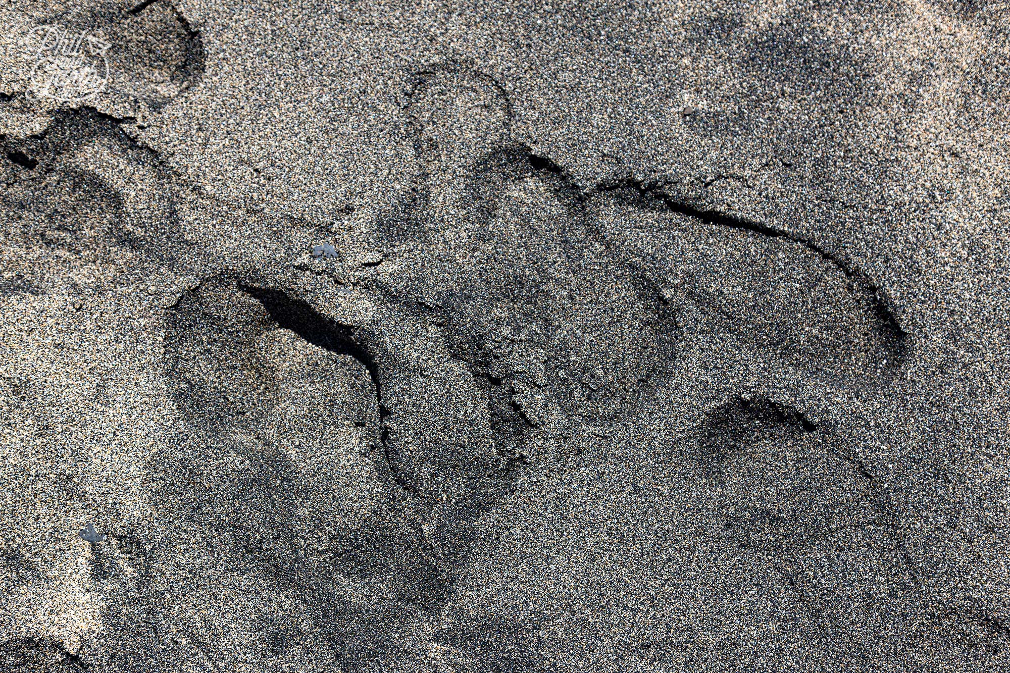 Volcanic black sand mixed with golden Sahara Desert sand