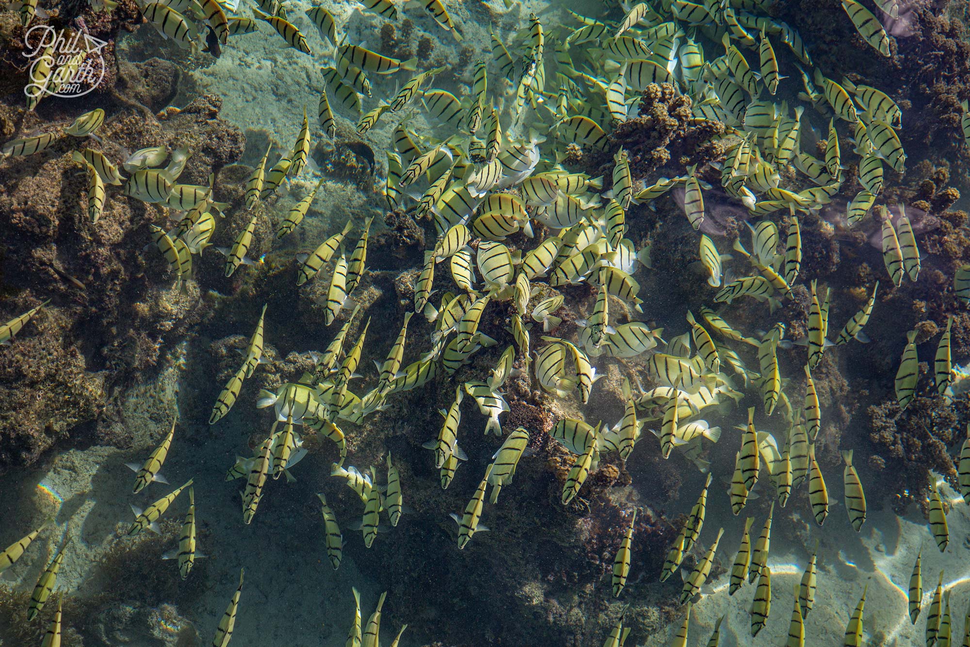 Looking down on the many tropical fish