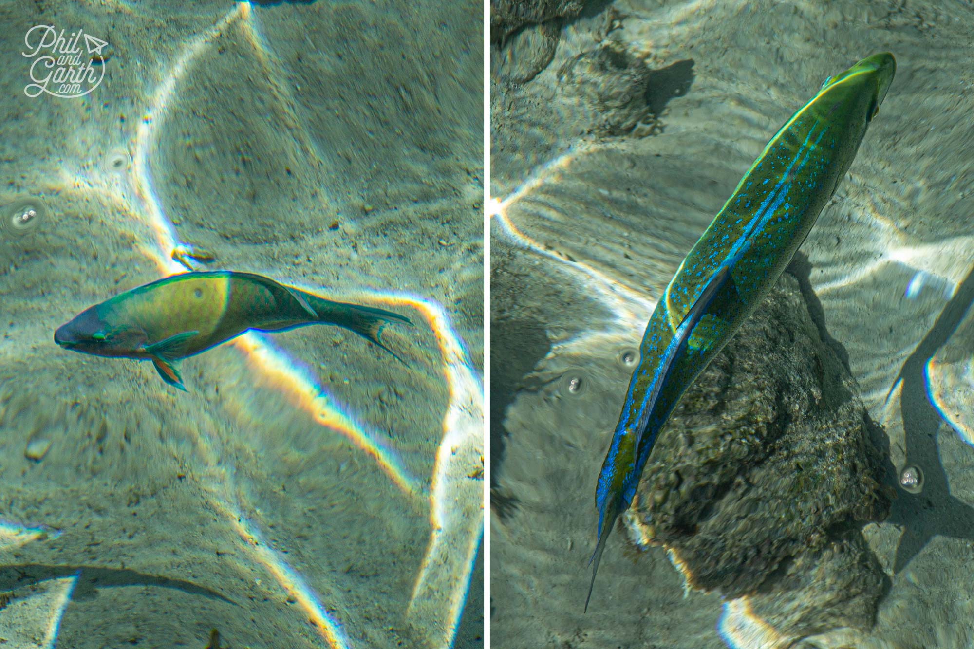 So many colouful fish swim by our table