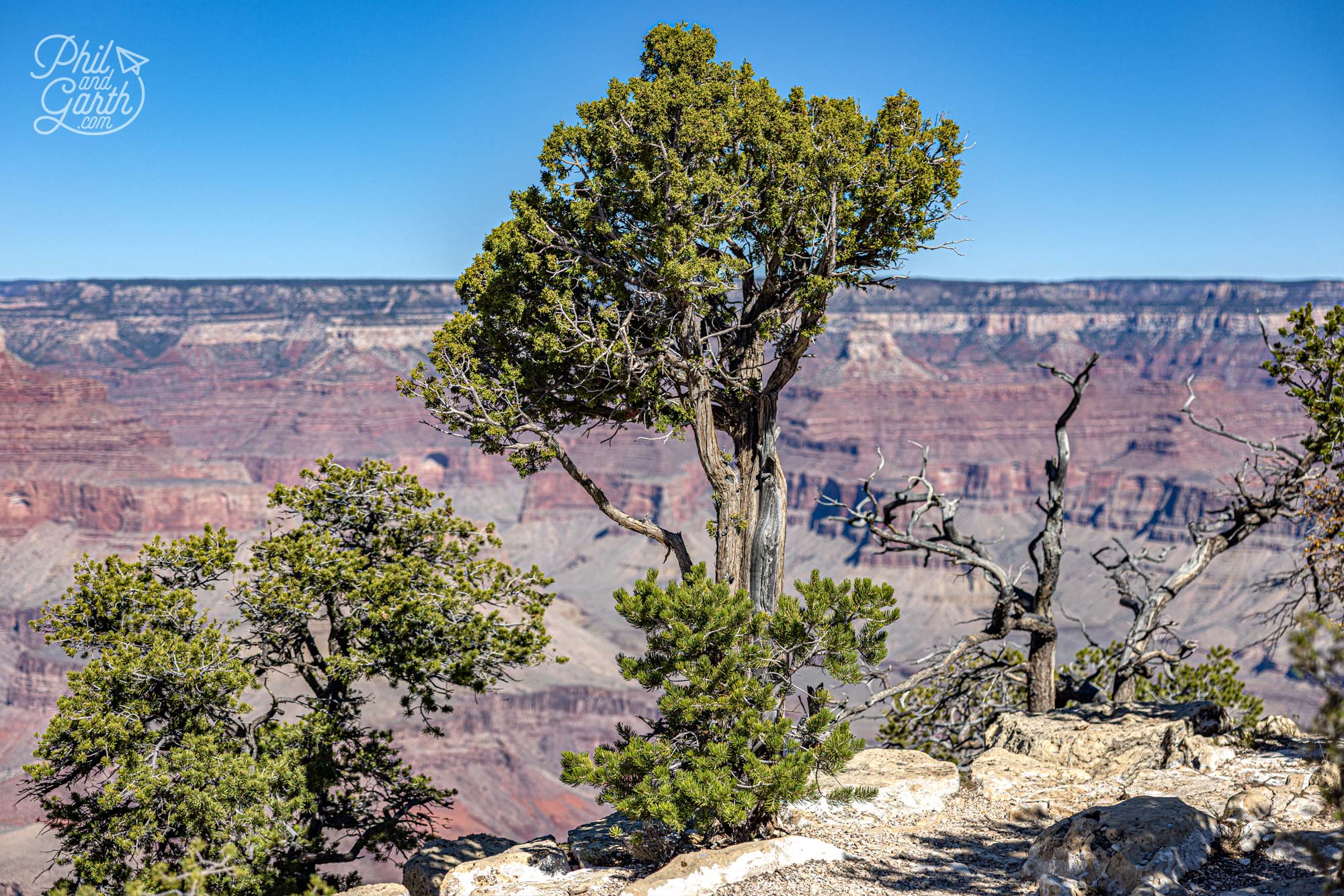 Desert juniper tree with waxy blue berries against the red rocks of the Grand Canyon