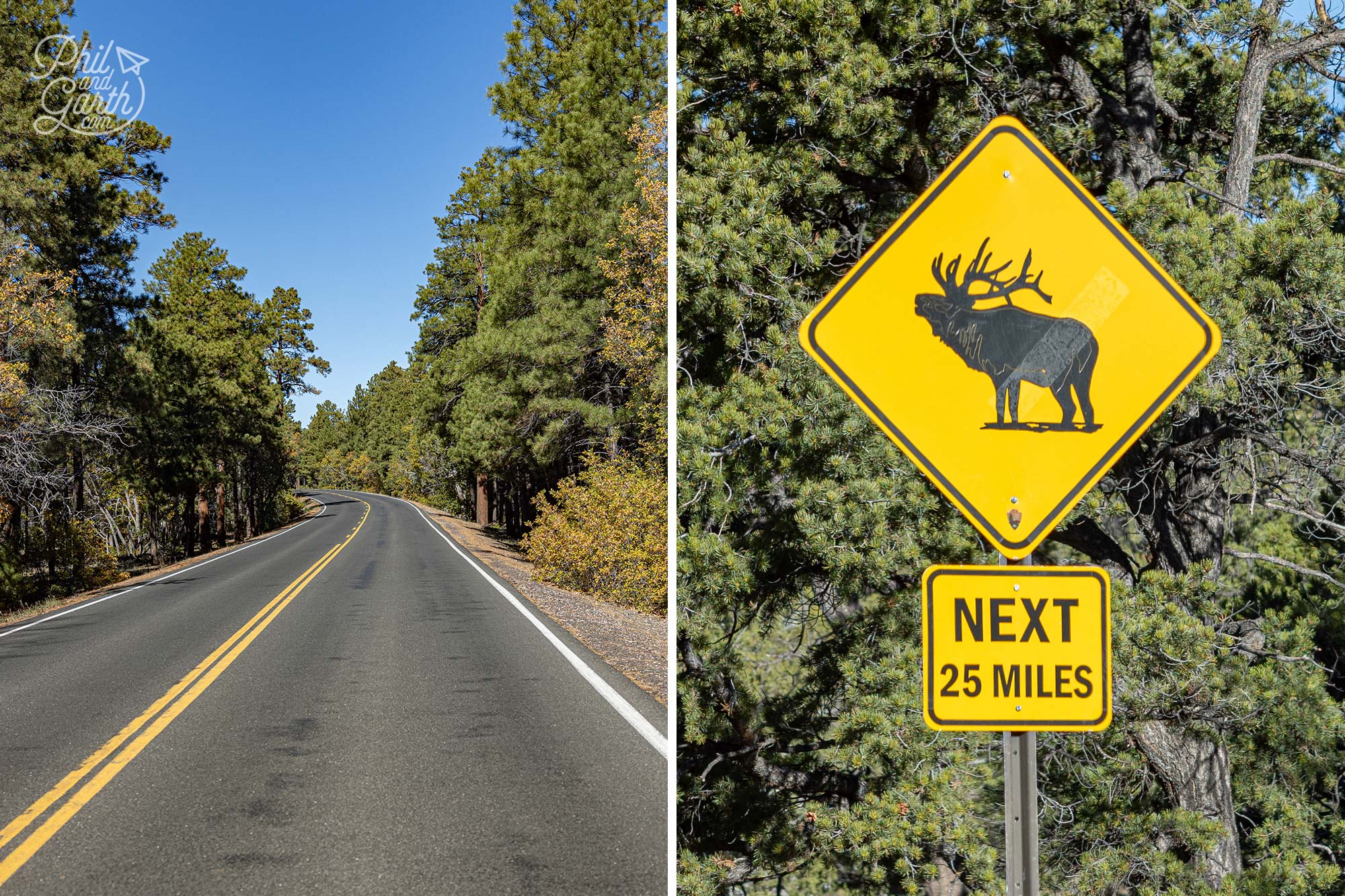 The Grand Canyon South Rim is much greener than the most popular West Rim, keep an eye out for wild elk