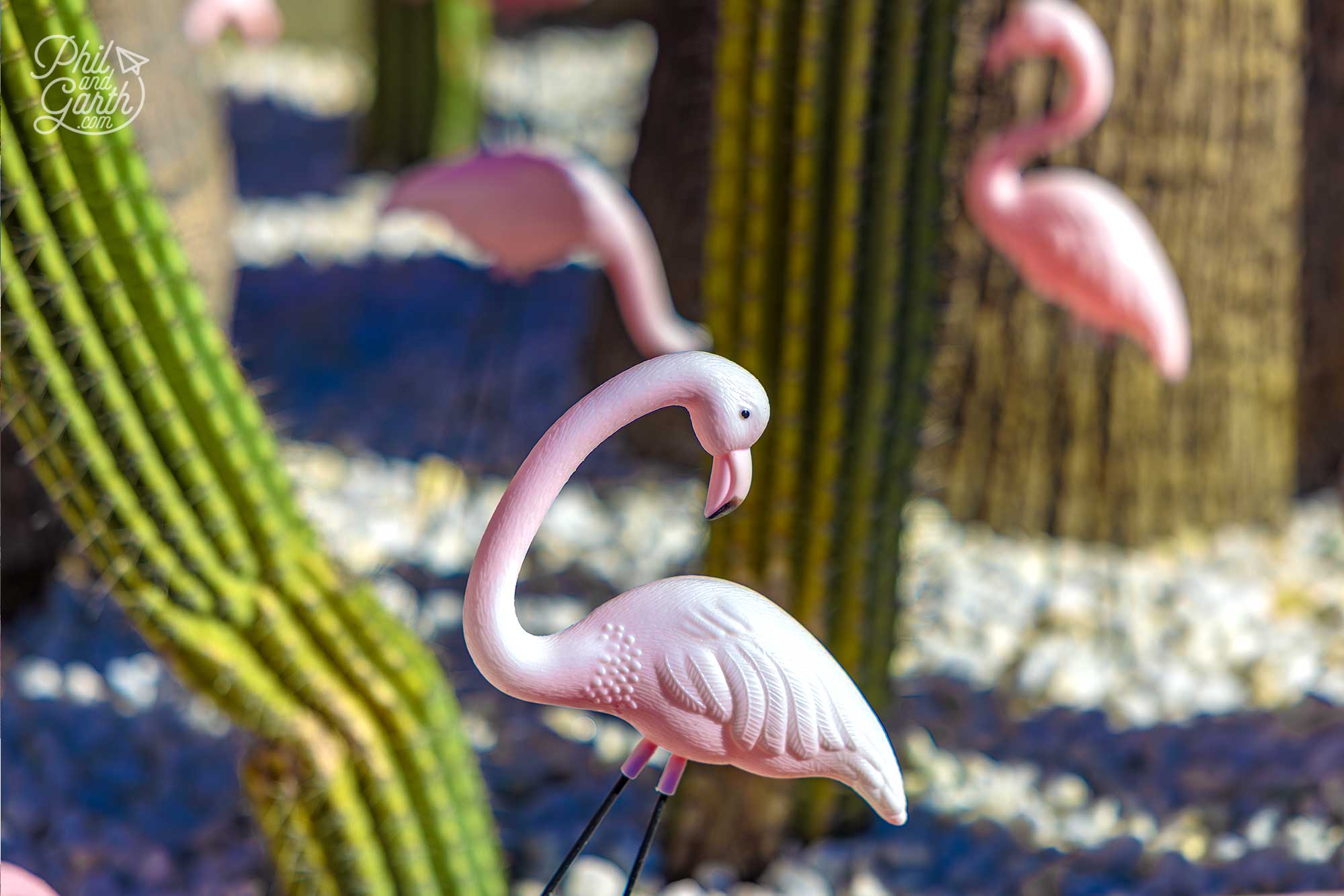 Kitsch plastic pink flamingos amongst the cactus plants