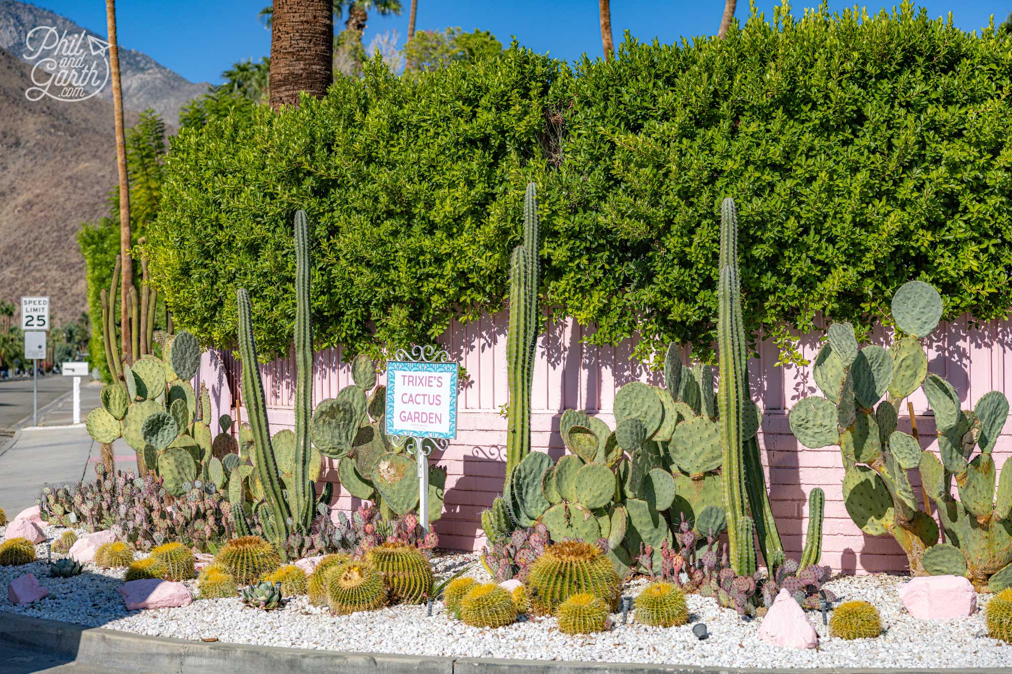 Check out Trixie's cactus garden