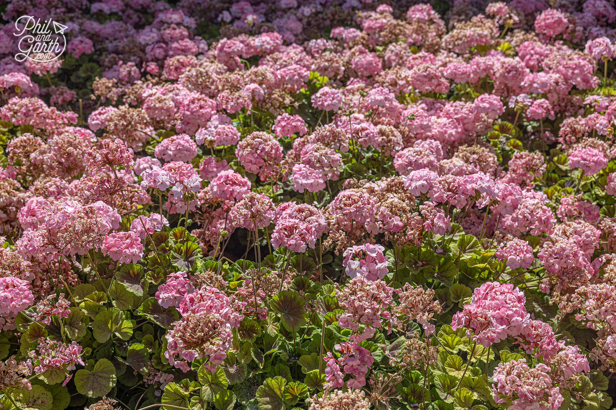 Garth loved the planting with lots of block colour